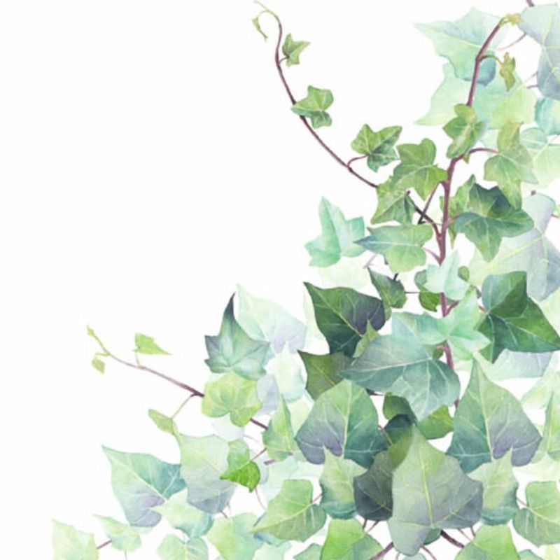 Servietter Kaffe Hedera White