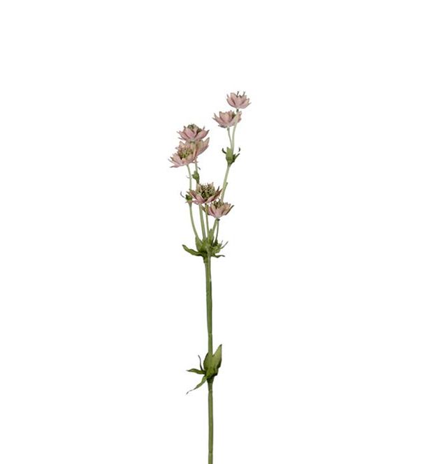 Hovedbilde Stjerneflokk 55 cm 