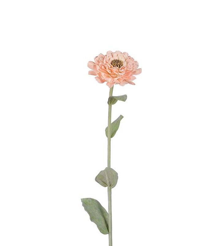 Zinnia 58 cm 